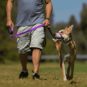 Canny Collar (Color: purple, size: 11"-13" - Size 2)