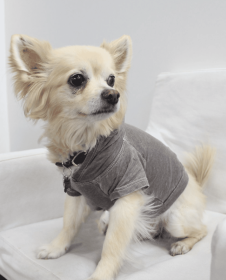 Doggy Hoodie (Color: Coco, size: XS)