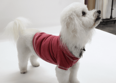 Doggy Hoodie French Terry (Color: Brick, size: medium)